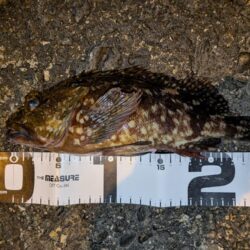 ガシラ自己記録更新